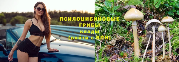 шишки Аркадак